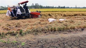 ĐBSCL: Gia tăng sản xuất sau hạn, mặn