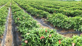 Thanh Hóa: Hơn 10 tỷ đồng phát triển sâm Báo