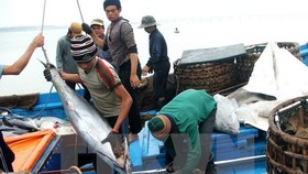 Vận chuyển cá ngừ đại dương tại Phú Yên. Ảnh: TTXVN