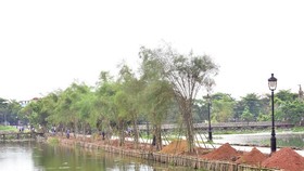Lãnh đạo Thừa Thiên - Huế lên tiếng vụ trồng tre tại danh thắng Kinh thành Huế