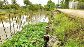 Nông dân chung tay phòng chống sạt lở ở xã Đông Phước A, huyện Châu Thành, tỉnh Hậu Giang