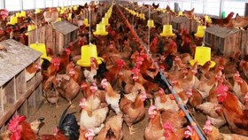 Người dân nhiều quận huyện ở Hà Nội sẽ không được nuôi gia súc, gia cầm