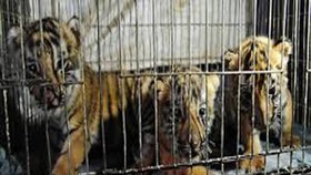 Săn bắt, giết, nuôi, nhốt động vật rừng trái pháp sẽ bị phạt tới 400 triệu đồng