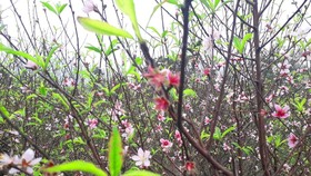 Nắng ấm khiến đào tết nở rộ sớm hơn dự kiến