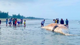 Xác cá voi trôi dạt vào bờ biển