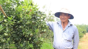 Ông Trần Thành Có, Chủ nhiệm HTX Chăn nuôi và trồng trọt Nhân Đức, bên vườn cam ở xã Hiếu Liêm, huyện Bắc Tân Uyên, Bình Dương