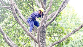 Kiểm tra, cắt tỉa cây xanh trên toàn TPHCM