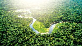 Rừng Amazon