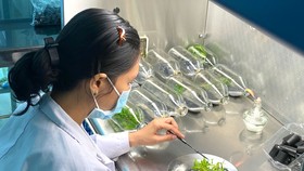Tại Trung tâm Công nghệ sinh học TPHCM, việc nghiên cứu, phát triển sản phẩm luôn gắn liền mục tiêu thương mại hóa sản phẩm