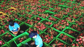 Doanh nghiệp được tự chứng nhận xuất xứ hàng hóa khi xuất khẩu vào EU