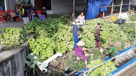 Thương lái thu mua chuối ở ĐBSCL