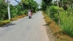 Các tuyến đường được trồng hoa ở xã Đa Phước, huyện Bình Chánh