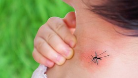Số ca mắc sốt xuất huyết có xu hướng tăng
