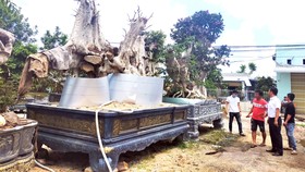 Mua bán cây rừng cổ thụ dọc quốc lộ 1A, đoạn qua huyện Phù Cát, tỉnh Bình Định. Ảnh: NGỌC OAI
