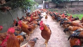 Gà trống thiến ở Đồng Nai hút hàng