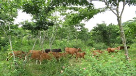 Người A Rem phát triển đàn gia súc dưới tán sưa