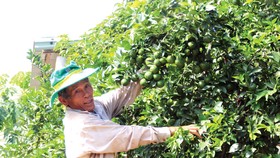 Lão nông Phạm Đình Độ có cơ ngơi bạc tỷ nhờ vườn cây ăn trái ở đồi Bà Nông