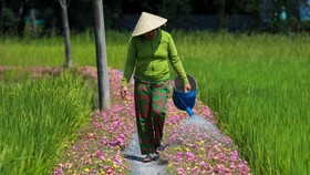 Biến đường rác thành đường hoa