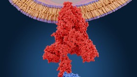 The coronavirus binds to human cells through a "spike" protein. (Image: © Shutterstock)