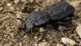 Loài "bọ sắt" Phloeodes diabolicus. Image: © David Kisalius