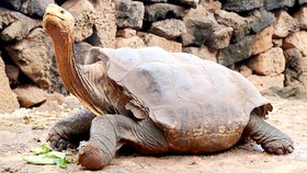 Đưa rùa khổng lồ trở về Galapagos