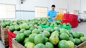 Giá bưởi ngày càng giảm