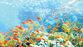 Các loài sinh vật dịch chuyển tại các đại dương