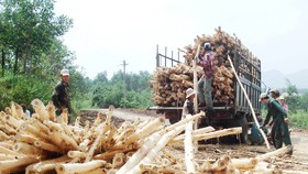 Miền Trung: Rừng mất, đất cằn - Bài 1: Muôn kiểu phá rừng