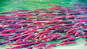 Cuộc di cư của loài cá hồi đỏ