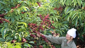 Cà phê pha phin được sản xuất hoàn toàn từ cà phê Robusta chất lượng cao đạt tiêu chuẩn cà phê quốc tế 4C