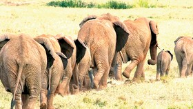 Angola nhận hồi hương hàng chục ngàn con voi