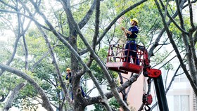 Cây xanh cần được quan tâm chăm sóc để đảm bảo an toàn giao thông trong mùa mưa. Ảnh: CAO THĂNG