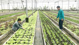 TPHCM đã có nhiều mô hình sản xuất rau công nghệ cao