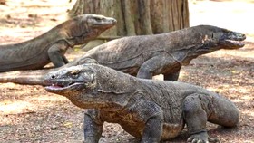 Indonesia hạn chế du khách đến đảo Komodo