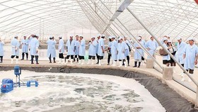 Thành lập liên minh tôm sạch và bền vững