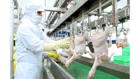 Hướng đến mô hình liên kết, xuất khẩu chính ngạch