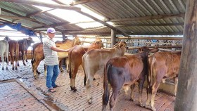 Đồng Nai: Khuyến khích người dân chuyển sang nuôi bò vỗ béo