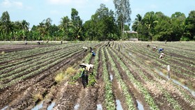 Cù lao mía chuyển mình