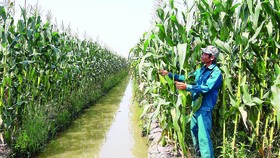 Xóa dần cánh đồng mía
