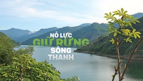 Nỗ lực giữ rừng Sông Thanh