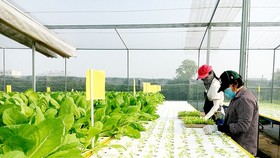 Đưa cán bộ trẻ về 7 hợp tác xã nông nghiệp