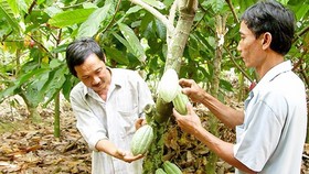 Hạt ca cao Việt Nam được giá nhờ hương vị độc đáo