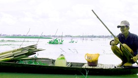 Miền Tây ngóng mùa nước nổi