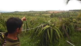 Người dân bức xúc vì trang trại heo quy mô lớn gây ô nhiễm