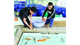 Tiếp cận vốn từ các quỹ đầu tư nước ngoài: Doanh nghiệp gặp khó