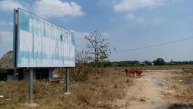 Dự án bỏ hoang nhiều năm