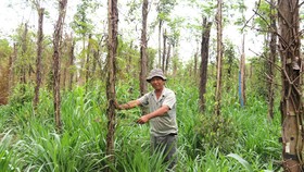 Mùa tiêu buồn