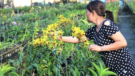 “Làn gió” nông nghiệp công nghệ cao