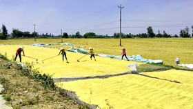 Gạo ĐBSCL trúng mùa - được giá