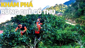 Khám phá rừng chè cổ thụ